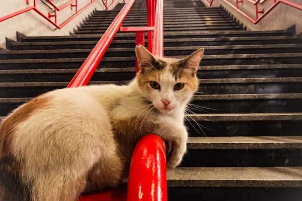 İncirli Metro İstasyonu - Resim 5
