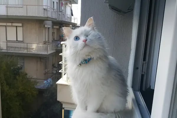 Venüs Veteriner Polikliniği - Resim 19