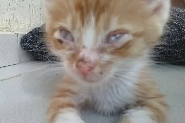 Venüs Veteriner Polikliniği - Resim 4