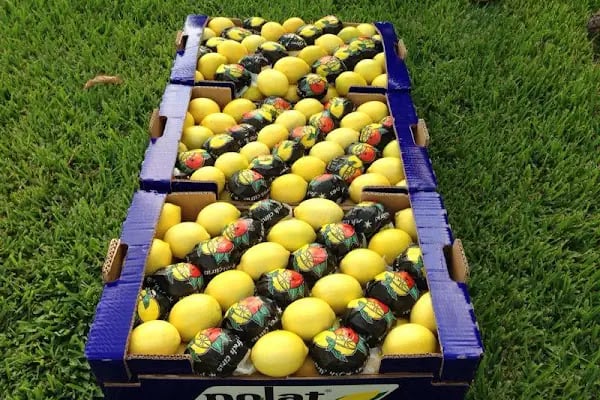 Polat Narenciye (Polat Citrus Industry) - Resim 20