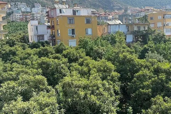 Lila butik hotel - Resim 10