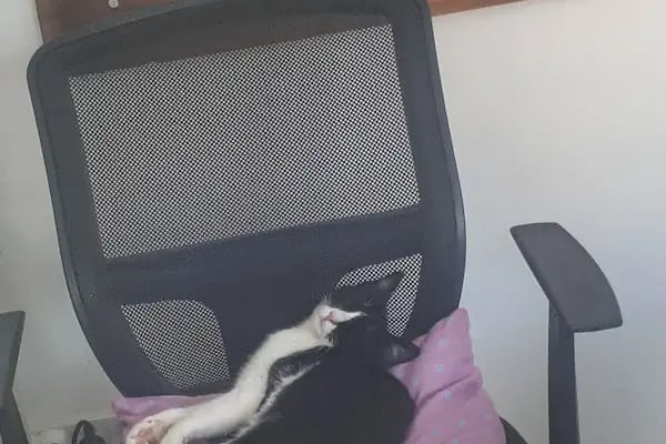 Badiko Petshop - Resim 8
