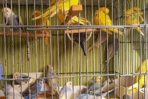 Badiko Petshop - Resim 18