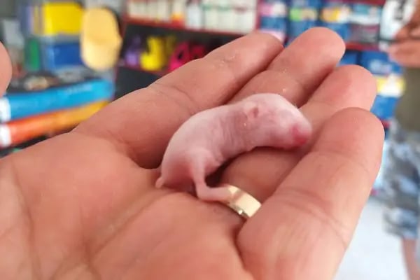 Florya Akvaryum Petshop - Resim 6