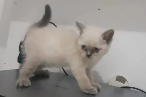 Florya Akvaryum Petshop - Resim 5