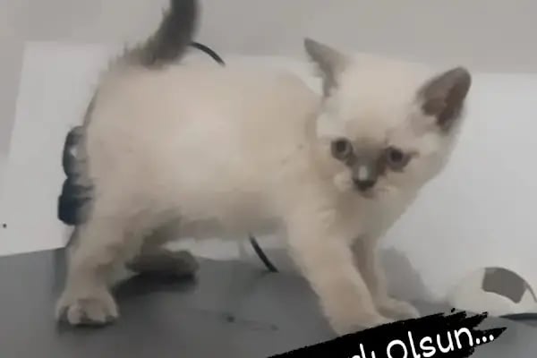 Florya Akvaryum Petshop - Resim 10