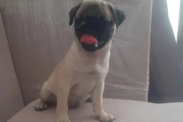 Florya Akvaryum Petshop - Resim 16