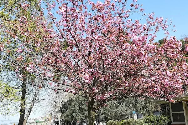 Yürüyen Köşk - Resim 16