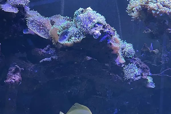 Aqua Vega Akvaryum - Resim 4