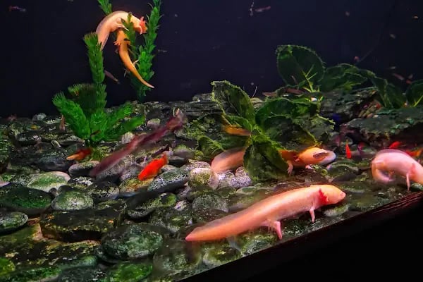 Aqua Vega Akvaryum - Resim 20