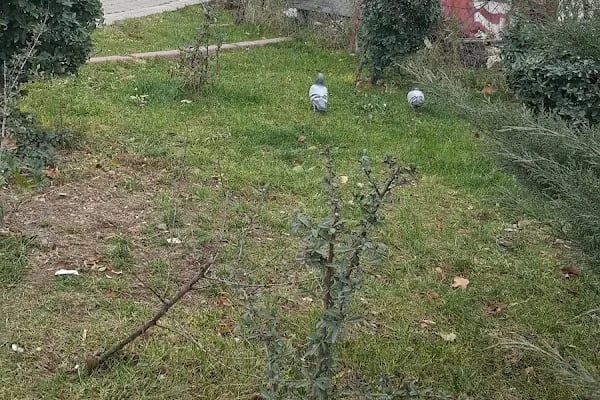 Türközü Taksi Durağı - Resim 4
