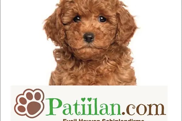 Patiilan.com - Resim 3