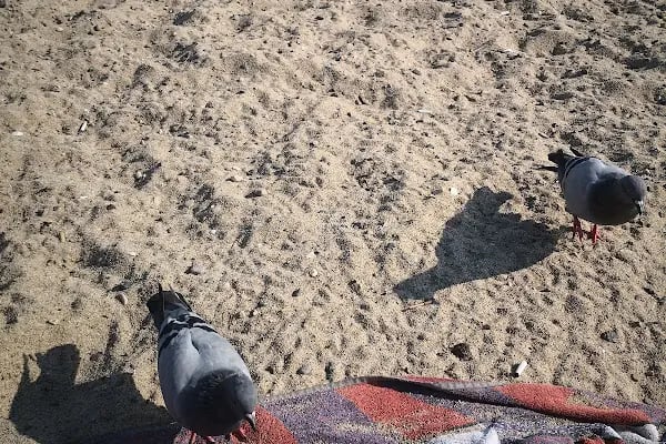 Sarımsaklı Tabiat Parkı - Resim 16