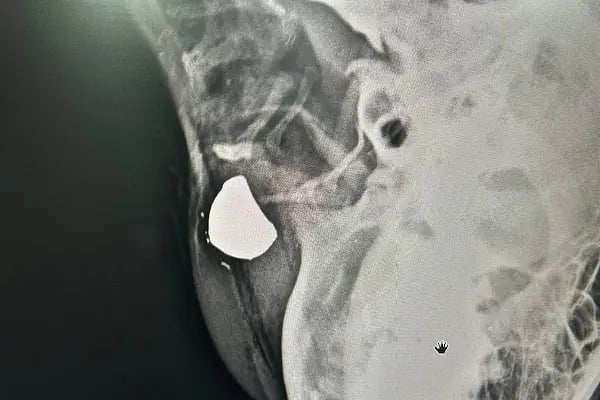 Kaan Veteriner Kliniği - Resim 9