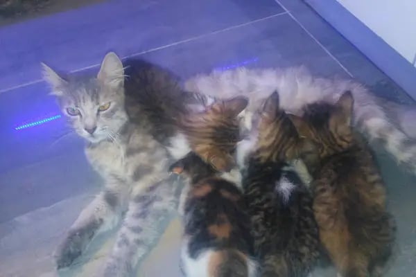 Kaan Veteriner Kliniği - Resim 13