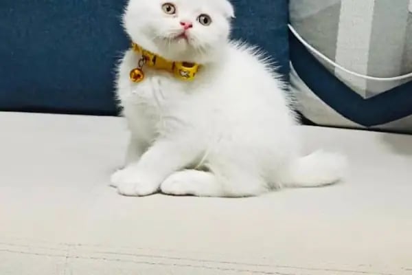 Patipati54 petshop yazlık serdivan - Resim 3