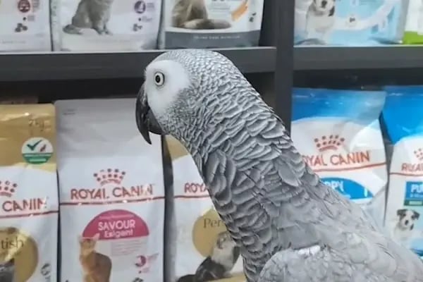Patipati54 petshop yazlık serdivan - Resim 9