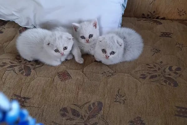 MİNİ PATİ CİTY - Resim 4