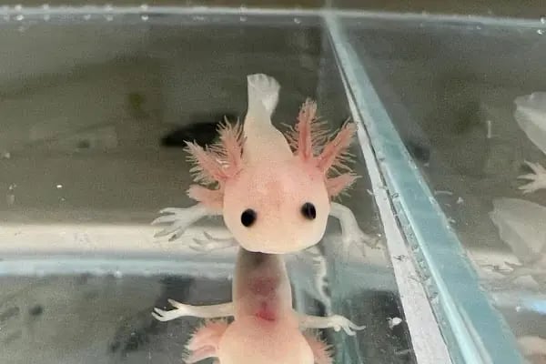 YabaDabaDuu Petshop - Resim 2