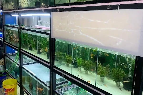 YabaDabaDuu Petshop - Resim 5