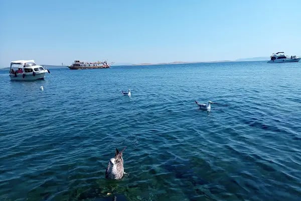 Ayvalık Adaları Tabiat Parkı - Resim 12