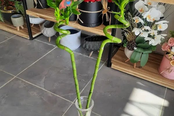 Nizip çiçekçi Lusudem flowers - Resim 14
