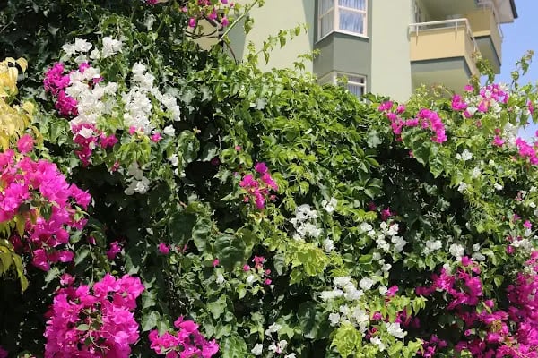 Avena Resort &amp; Spa Hotel - Resim 5