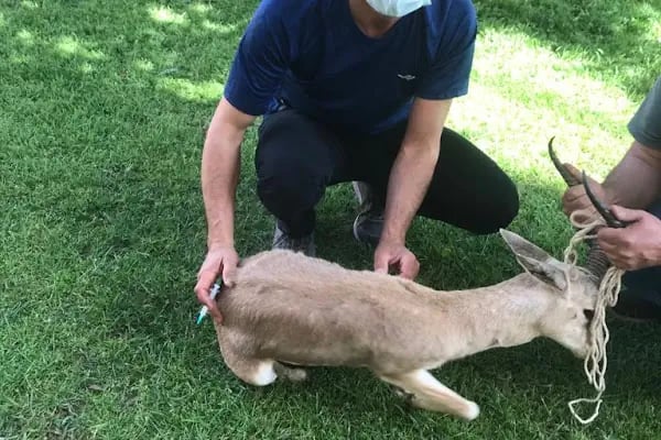 Genç Veteriner Klingi Uğraklı Mah. Akçakale/Şanlıurfa - Resim 4