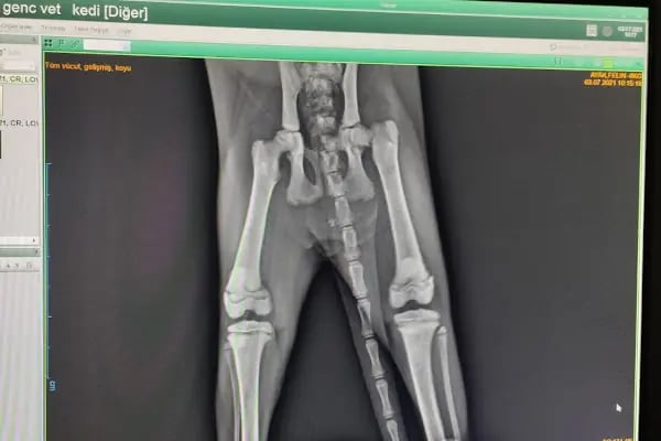 Genç Veteriner Klingi Uğraklı Mah. Akçakale/Şanlıurfa - Resim 19