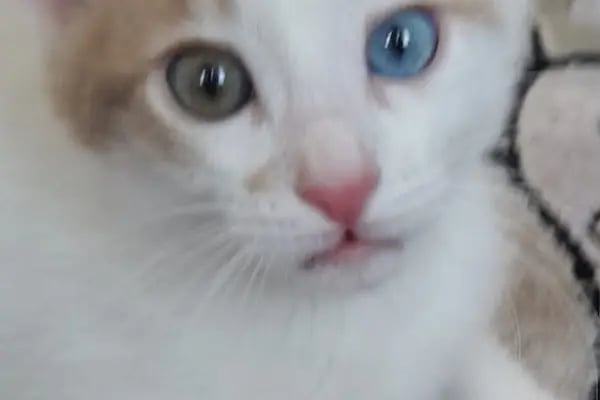 Genç Veteriner Klingi Uğraklı Mah. Akçakale/Şanlıurfa - Resim 8