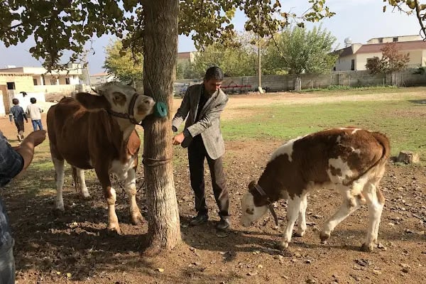 Genç Veteriner Klingi Uğraklı Mah. Akçakale/Şanlıurfa - Resim 2