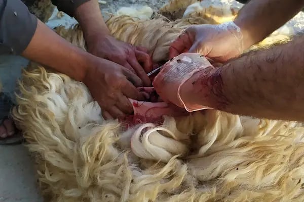 Genç Veteriner Klingi Uğraklı Mah. Akçakale/Şanlıurfa - Resim 17