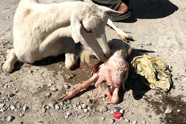 Genç Veteriner Klingi Uğraklı Mah. Akçakale/Şanlıurfa - Resim 1