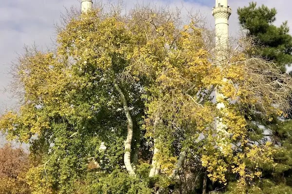 Hacıveyiszade Camii - Resim 16