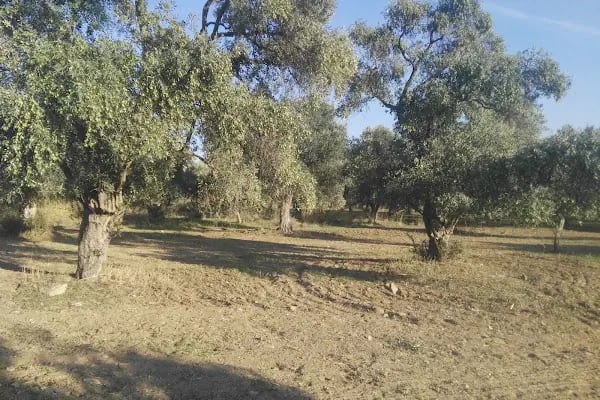 Bayındır Çiçekçiler Kooperatifi - Resim 16