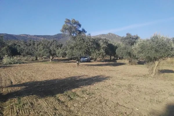 Bayındır Çiçekçiler Kooperatifi - Resim 11