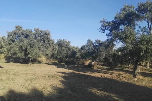 Bayındır Çiçekçiler Kooperatifi - Resim 4