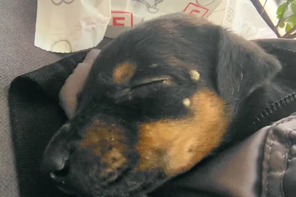 CanBu Veteriner Kliniği - Resim 14