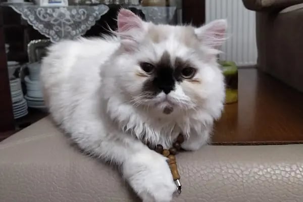 CanBu Veteriner Kliniği - Resim 9