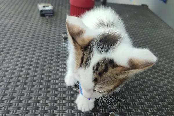 CanBu Veteriner Kliniği - Resim 2
