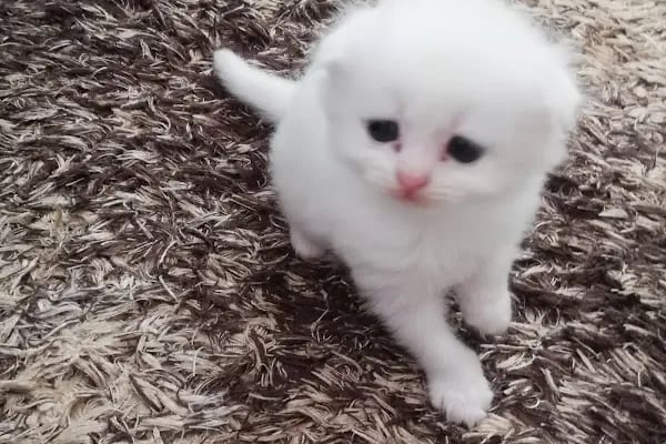 CanBu Veteriner Kliniği - Resim 7