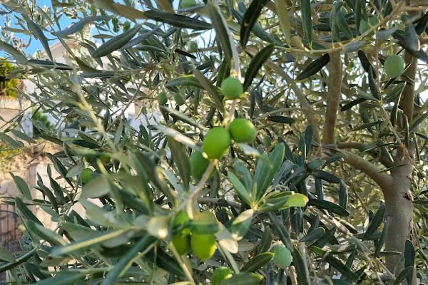 Athina Villa - Resim 20