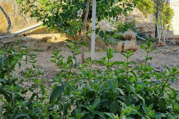 Athina Villa - Resim 8