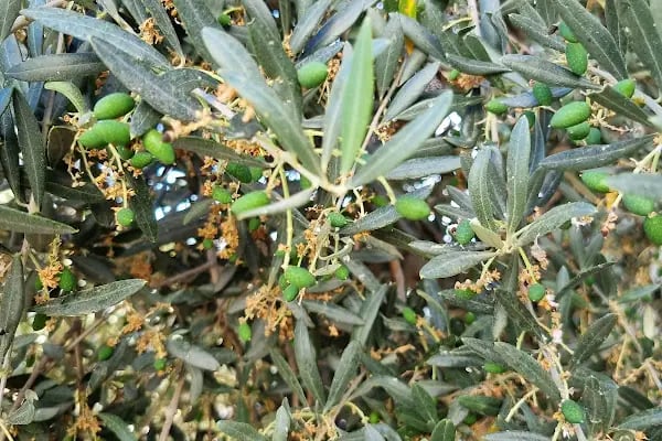 Athina Villa - Resim 19