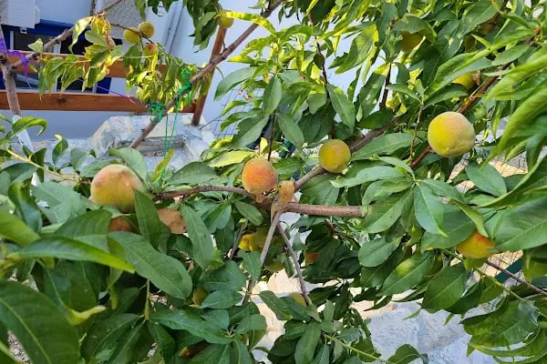 Athina Villa - Resim 16