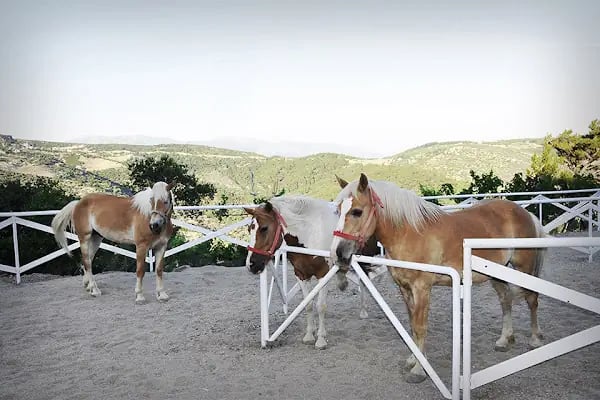 Reçine At Çiftliği - Resim 2