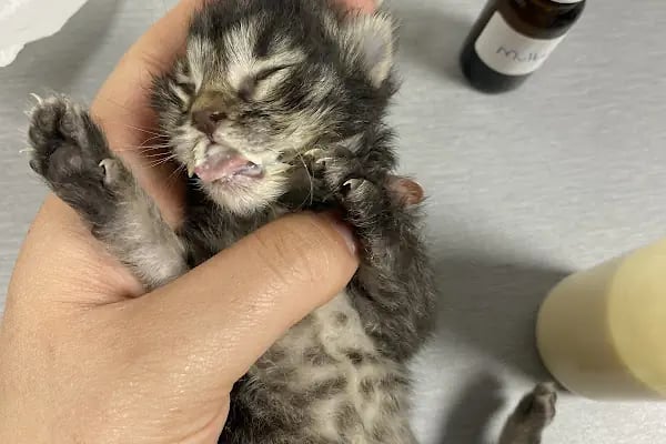 Vetropol Veteriner Kliniği - Resim 20