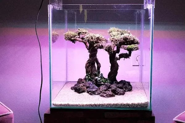 Armatürk Akvaryum Petshop - Resim 7