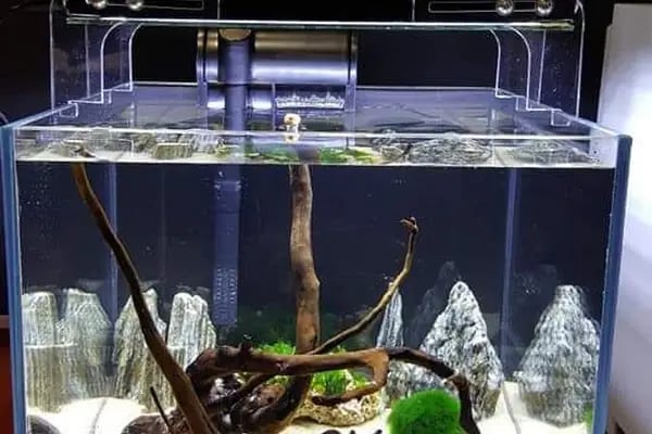 Armatürk Akvaryum Petshop - Resim 19