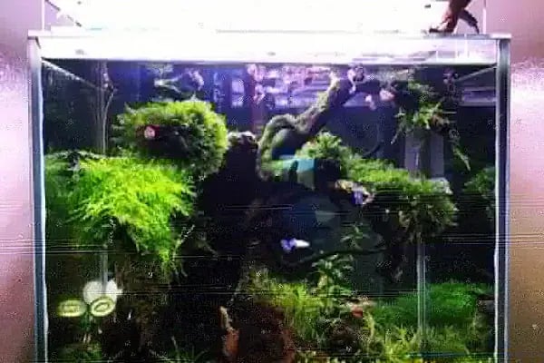Armatürk Akvaryum Petshop - Resim 4